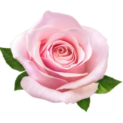 Brume d'intérieur textile Eau de rose