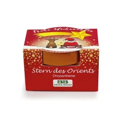 Chrysanthème en pot