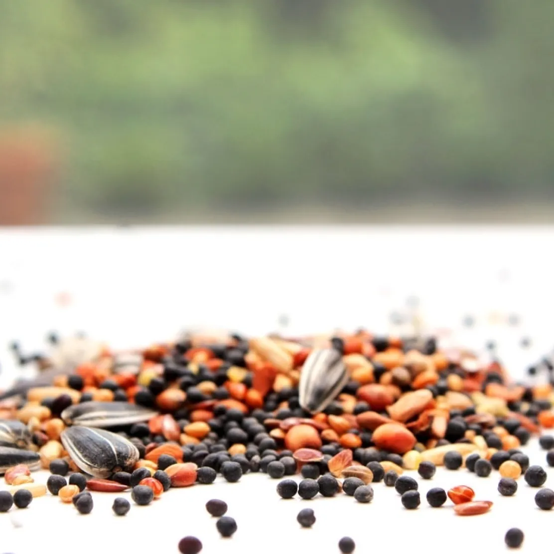 Graines pour oiseaux (1 kg)