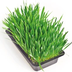 Herbe fraîche pour chat