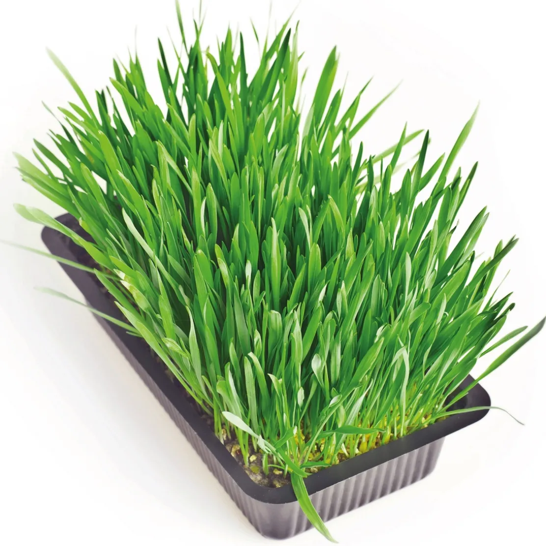 Herbe fraîche pour chat