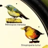 Horloge musicale oiseaux