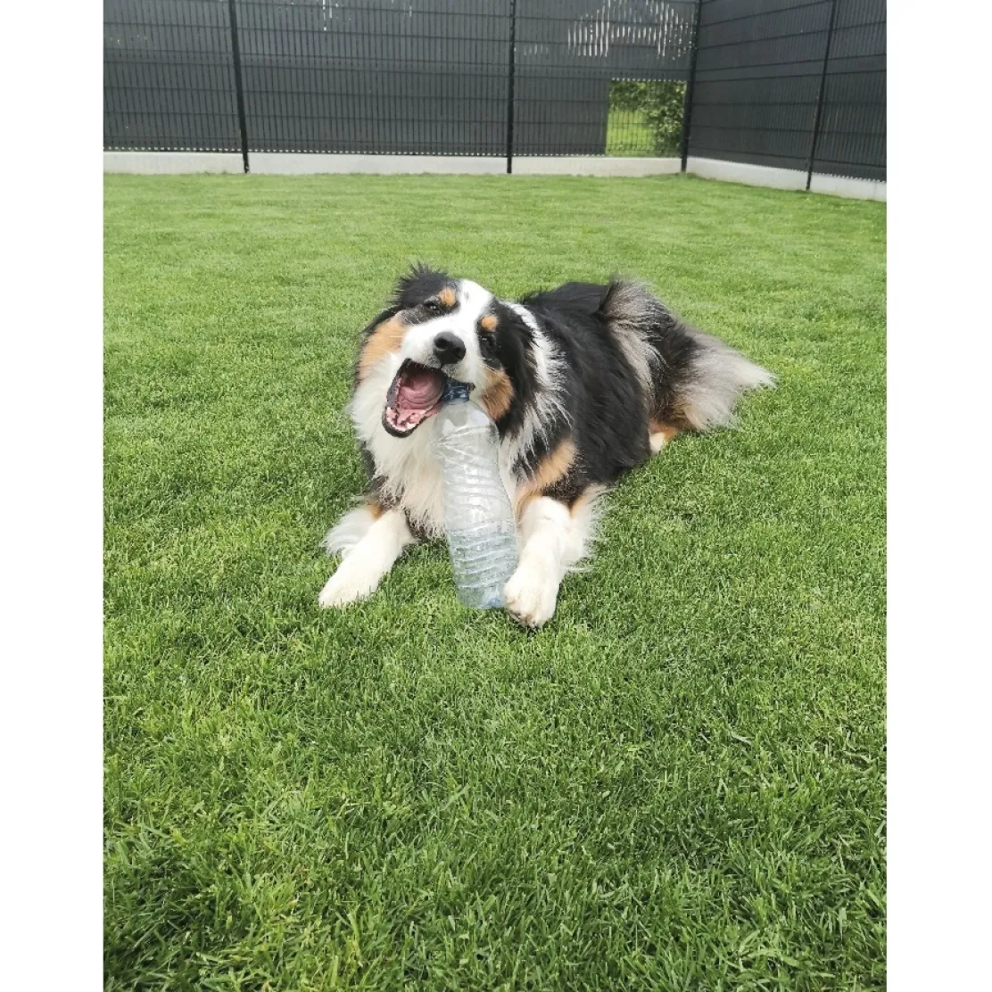 Jouet pour chien Crunchy Bone