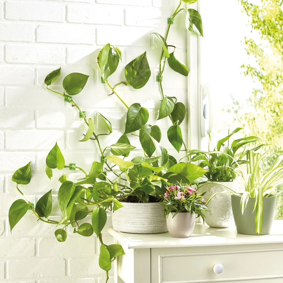 Lot de 50 guides de croissance