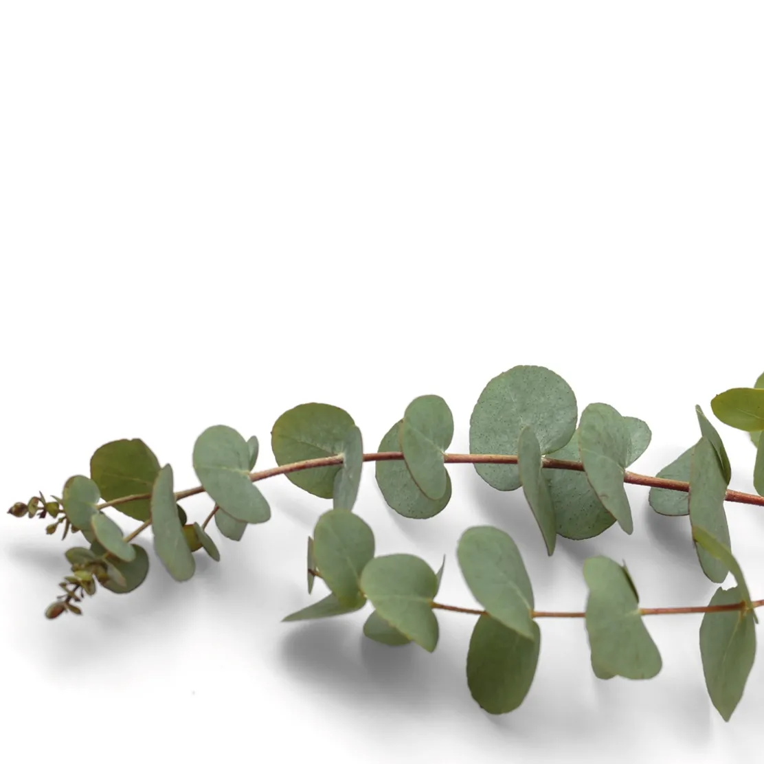 Parfum pour saturateur eucalyptus 125 ml