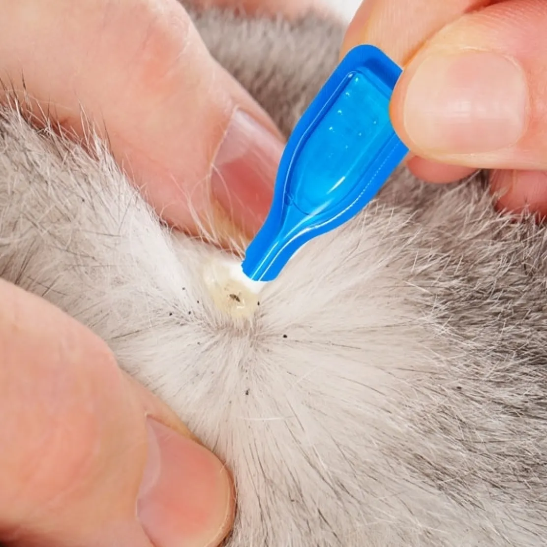 Pipettes stop parasites gros chiens 15-30 kg