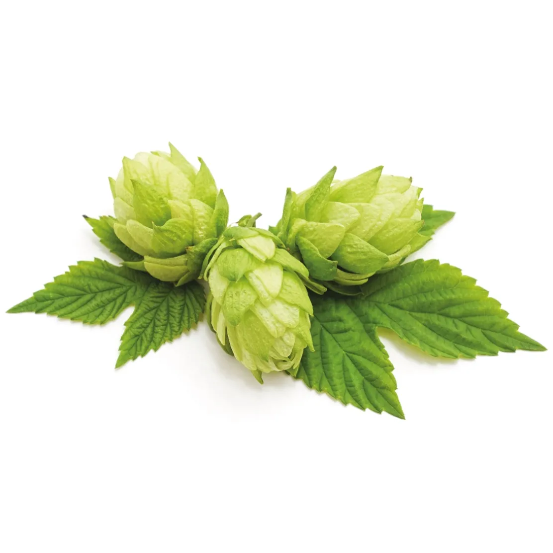 Pâte orale Vermi'délice chat/chien