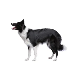 Pâte orale Vermi'délice chat/chien