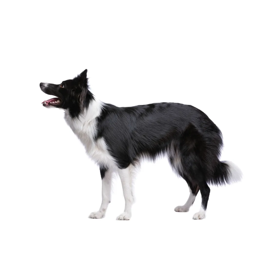 Pâte orale Vermi'délice chat/chien