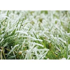 Set de 3 figurines graines oiseaux