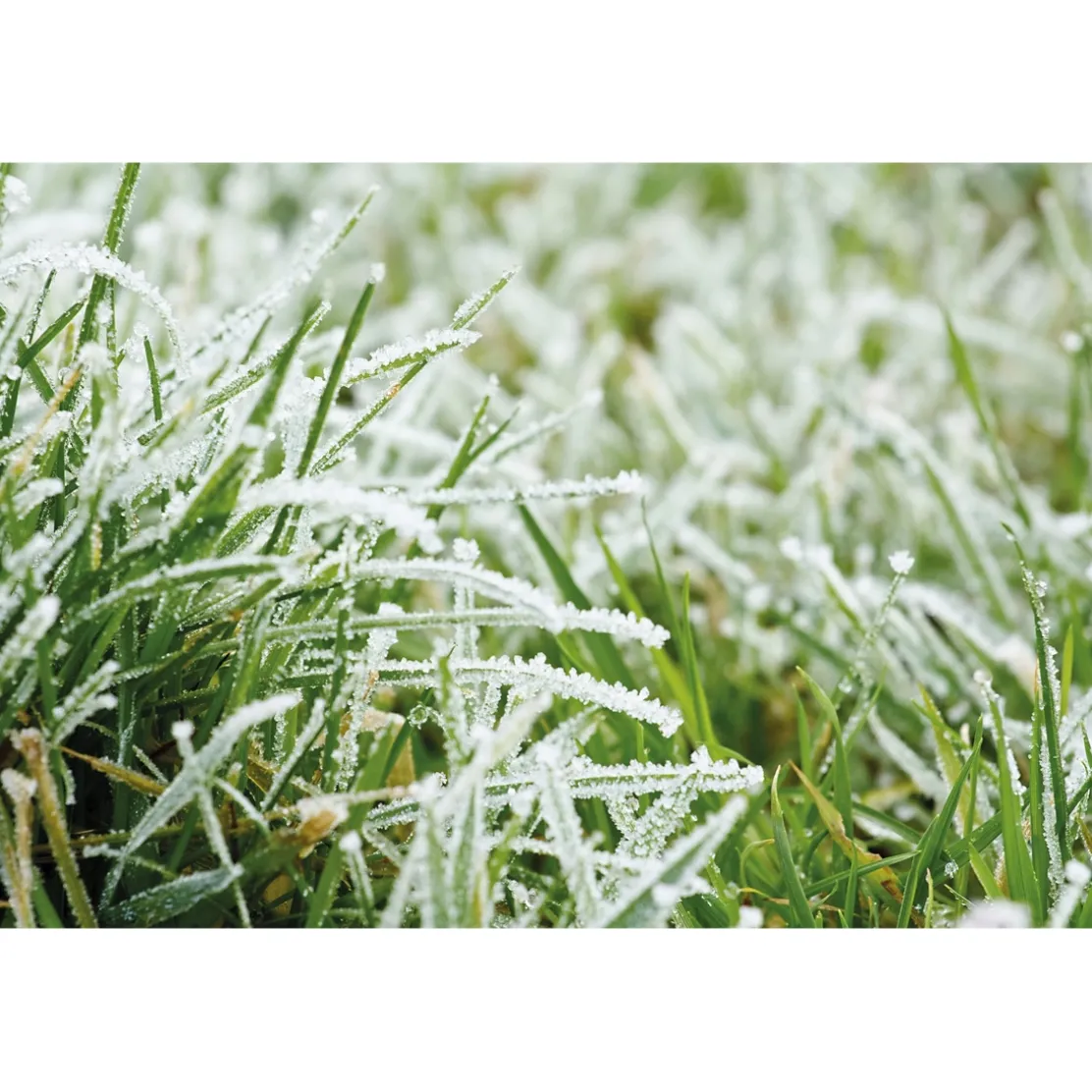 Set de 3 figurines graines oiseaux