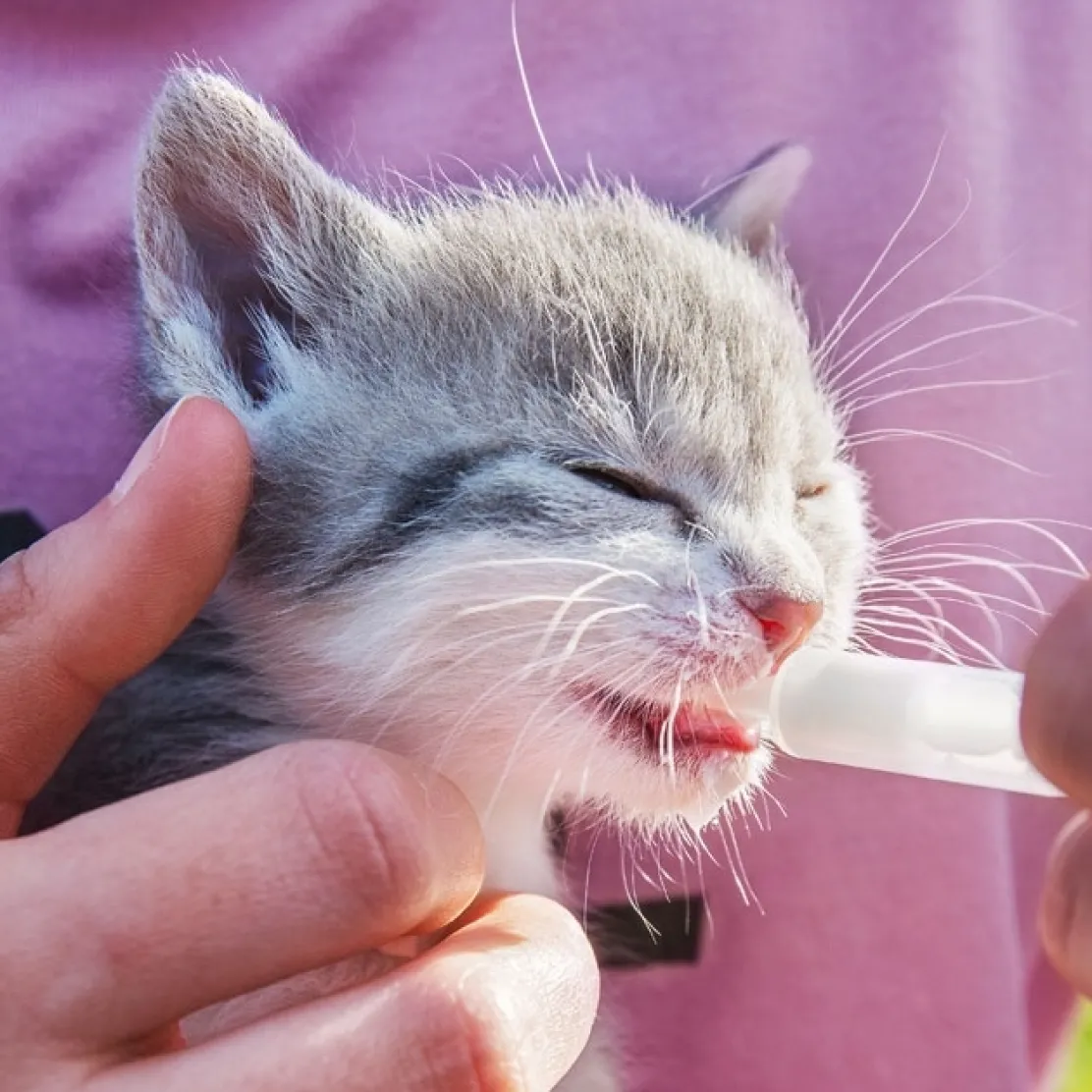 Vermipure liquide chat/chaton